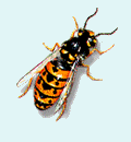 Pest Control. Pest Control Quesada. Pest. Pests. Pest Control Quesada. Bugs and Pest Control Quesada. Pest Kill Quesada
